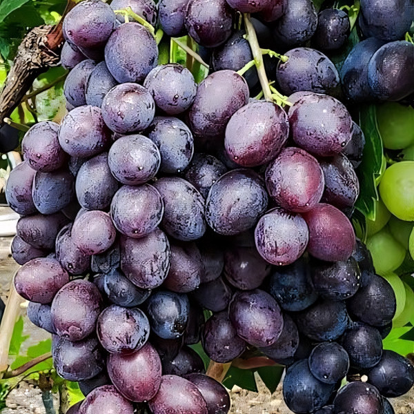 Саженцы Виноград Брависсимо