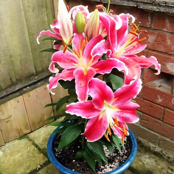 Луковицы  Лилия восточная низкорослая Starlight Express (Старлайт Экспресс) (3шт.)