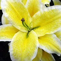 Луковицы  Лилия восточная Suncatcher (Санкетчер) (3шт.)