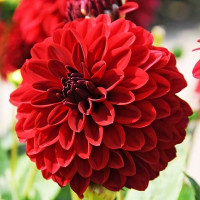 Саженцы Георгина декоративная низкорослая Melody Bolero (Мелоди Болеро)