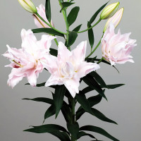 Луковицы  Лилия махровая восточная Amistad (Амистад) (3шт.)