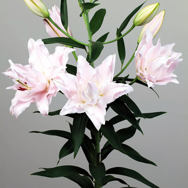 Луковицы  Лилия махровая восточная Amistad (Амистад) (3шт.)