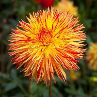 Саженцы Георгина бахромчатая Cheyenne Chieftain (Чейен Чифтен)