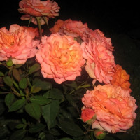 Саженцы Роза спрей Импала Кордана