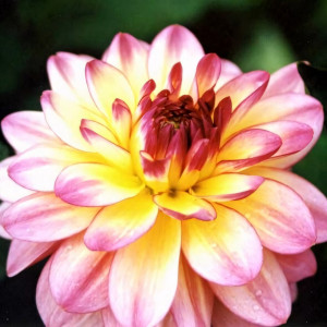 Саженцы Георгина Zingaro