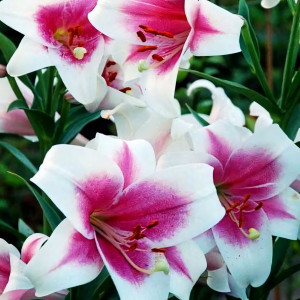  Лилия LOO гибрид Triumphator (Триумфатор)