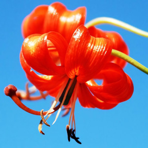  Лилия Pumilum (Пумилум)