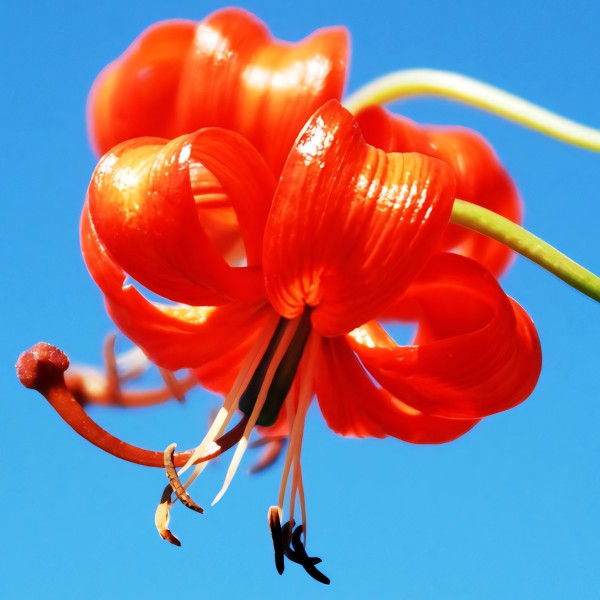 Луковицы  Лилия Pumilum (Пумилум) (3шт.)