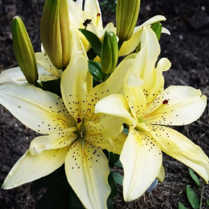  Лилия азиатская Mountain Joy (Маунтейн Джой)