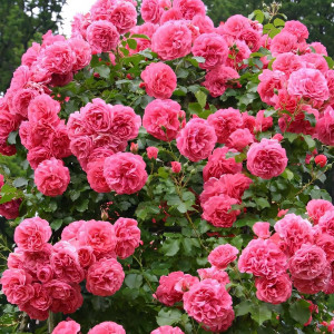 Саженцы Роза плетистая Розариум Ютерсен