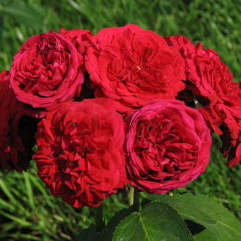 Саженцы Роза флорибунда Красная Шапочка