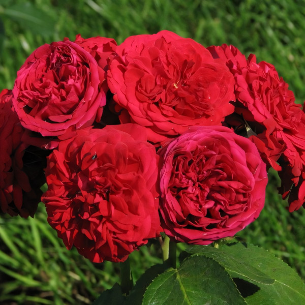 Саженцы Роза флорибунда Красная Шапочка