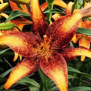  Лилия Кентукки