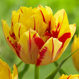 Тюльпан махровый Монселла (в упаковке - 3шт.)