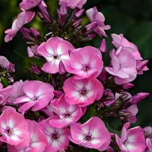 Саженцы Флокс Evi (Эви)