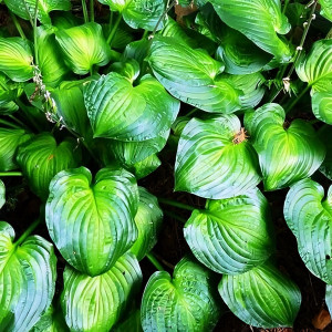 Саженцы Хоста Guacamole (Гуакамоле) L