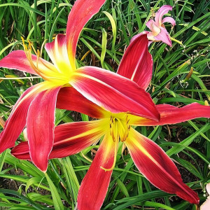 Саженцы Лилейник Gadsden Coliath (Гадсден Колит)