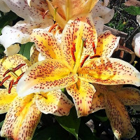 Луковицы  Лилия восточная Tigermoon (Тайгермун) (3шт.)