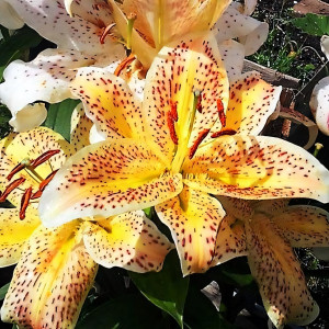  Лилия восточная Tigermoon (Тайгермун)