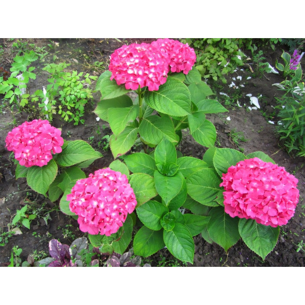 Саженец Гортензия крупнолистная Yola (Йола)