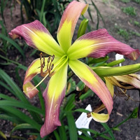 Саженцы Лилейник Linguini (Лингуини)