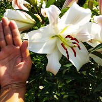 Луковицы Саженцы Лилия ОТ гибрид Pretty Women (Притти Вумен) (3шт.)