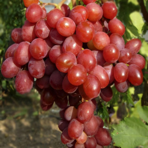 Саженцы Виноград Рубиновый юбилей