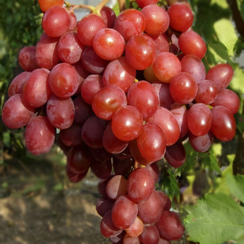 Саженцы Виноград кишмиш Щелкунчик