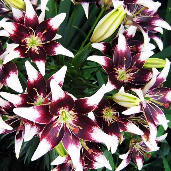 Луковицы  Лилия азиатская Natty's Pride (Нэттиз Прайд) (3шт.)