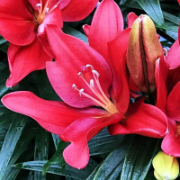 Луковицы  Лилия азиатская Cherry Joy (Черри Джой) (3шт.)