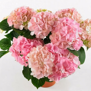 Гортензия крупнолистная Pink Sensation (Пинк Сенсейшн)