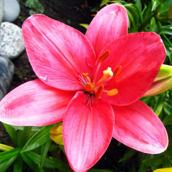 Луковицы  Лилия азиатская Tiny Toons (Тайни Тунс) (3шт.)