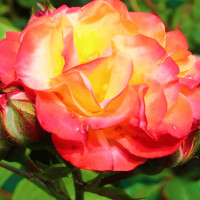 Саженцы Роза флорибунда Румба