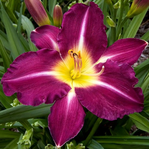 Саженцы Лилейник Tooth (Тюф)