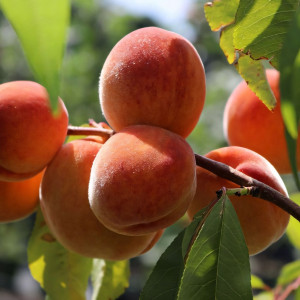 Саженцы Персик Золотой Юбилей