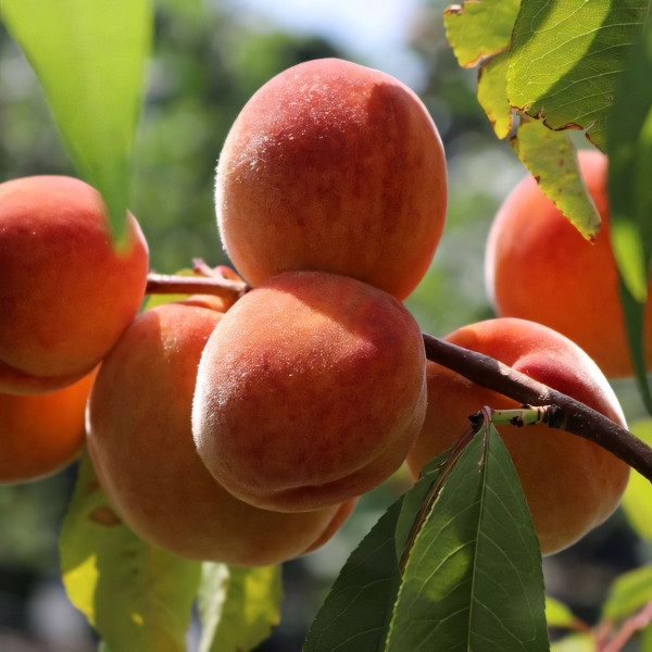 Саженцы Персик Золотой Юбилей