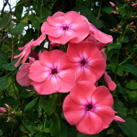 Саженцы Флокс Анна Гаганова