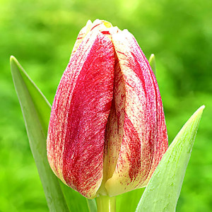 Тюльпан Канок (в упаковке - 3шт.)