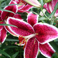 Луковицы  Лилия восточная Front Page (Фронт Пейдж) (3шт.)