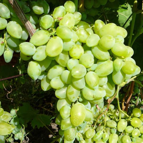 Саженцы Виноград Белый ранний