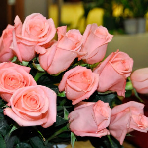 Саженцы Роза флорибунда Ангажемент