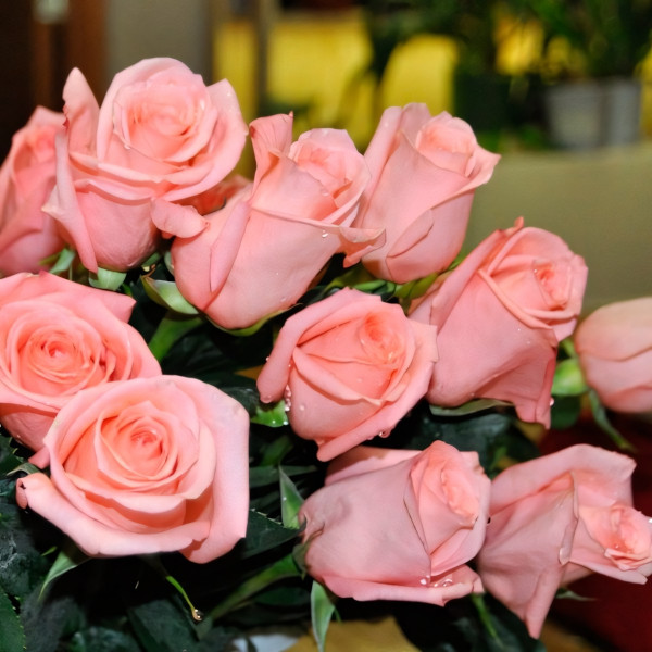 Саженцы Роза флорибунда Ангажемент