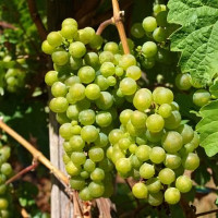 Саженцы Виноград Рислинг