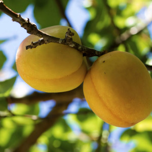 Саженцы Абрикос Хабаровский