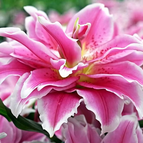 Луковицы  Лилия махровая восточная Roselily Natalia (Розели Наталия) (3шт.)