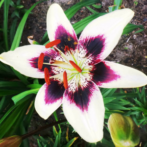  Лилия биколор азиатская Patricia's Pride (Патриция Прайд)