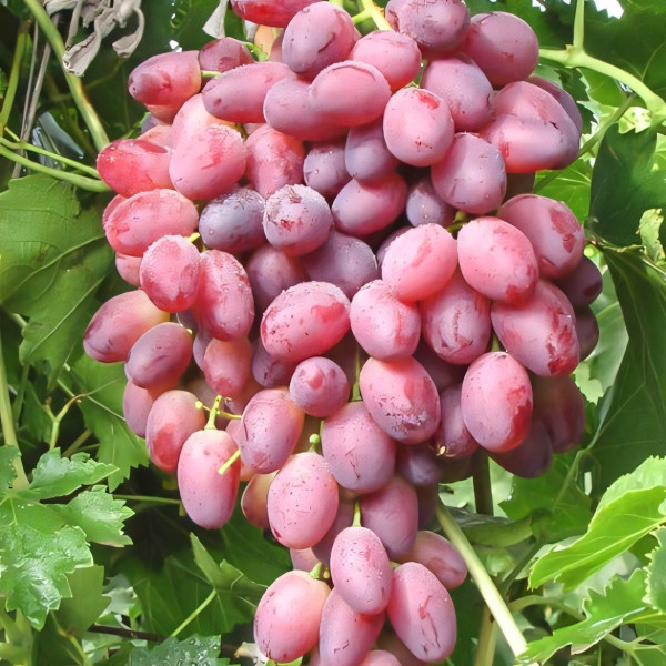 Саженцы Виноград Шахиня Ирана