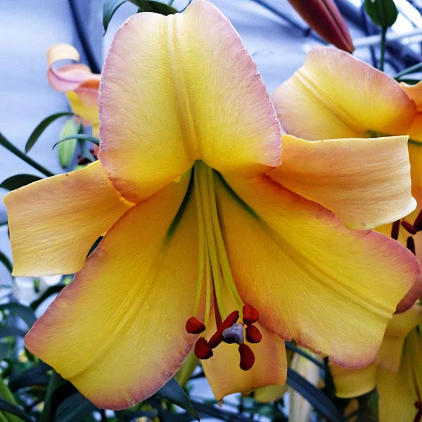 Луковицы Саженцы Лилия ОТ гибрид Rising Moon (Райзинг Мун) (3шт.)