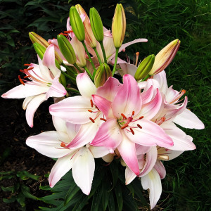  Лилия биколор азиатская Marlenе (Марлен)