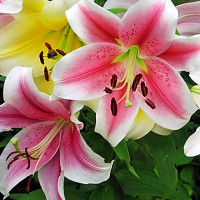 Луковицы  Лилия LOO гибрид Dreamweaver (Дримуивер) (3шт.)